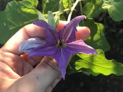 Solanum houstonii