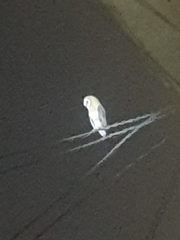 Tyto