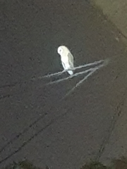 Tyto