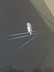 Tyto