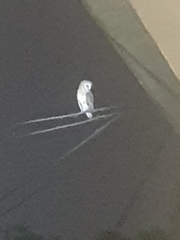 Tyto