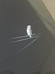 Tyto