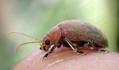 Menippus cynicus