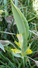 Gagea lutea