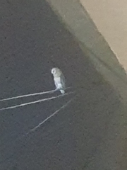 Tyto