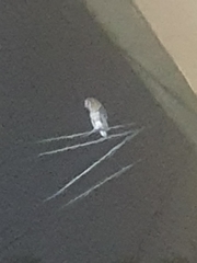 Tyto