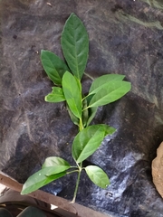 Cleidion spiciflorum