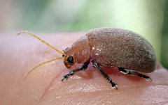 Menippus cynicus