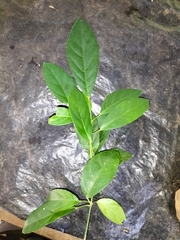 Cleidion spiciflorum