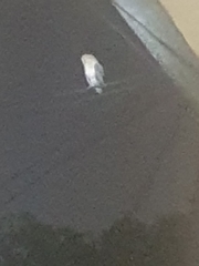 Tyto