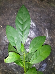 Cleidion spiciflorum