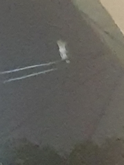 Tyto