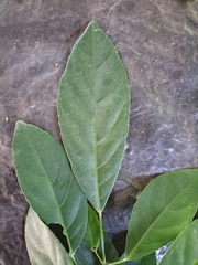 Cleidion spiciflorum