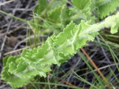 Chromolaena hirsuta