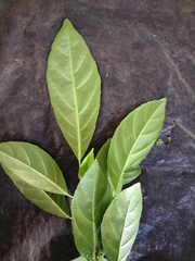 Cleidion spiciflorum