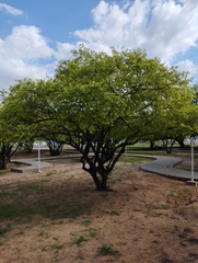 Sarcomphalus joazeiro