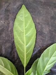 Cleidion spiciflorum