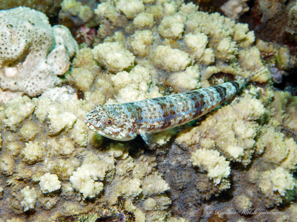 banded lizardfish