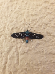 Lepidoptera
