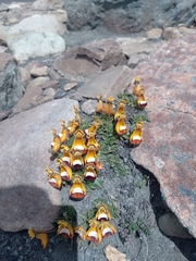 Calceolaria uniflora