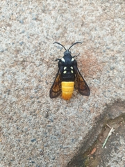 Sesiidae