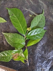 Mallotus aureopunctatus