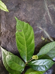 Mallotus aureopunctatus