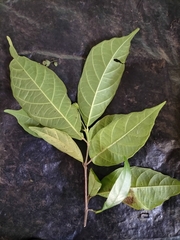 Mallotus aureopunctatus