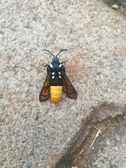 Sesiidae