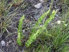 Chromolaena hirsuta