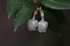 Gaultheria phillyreifolia