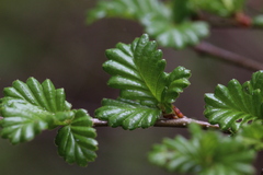 Nothofagus pumilio