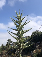 Puya alpestris