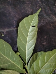 Mallotus aureopunctatus