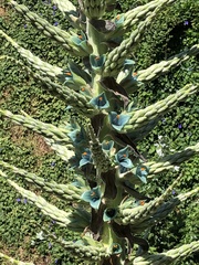 Puya alpestris