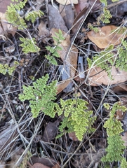 Myriopteris fendleri