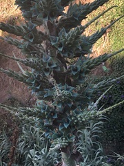 Puya alpestris