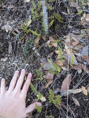 Myriopteris fendleri