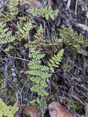 Myriopteris fendleri