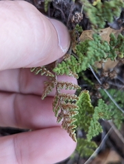 Myriopteris fendleri