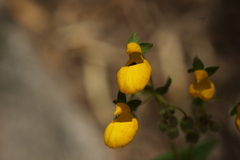 Calceolaria corymbosa
