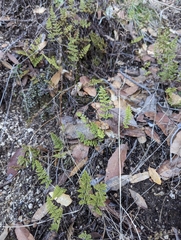 Myriopteris fendleri