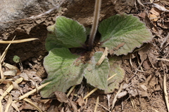 Calceolaria corymbosa