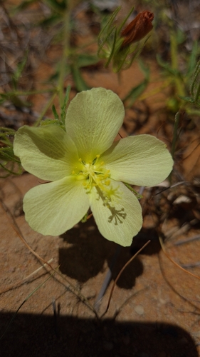 Image of Pavonia transvaalensis by (c) Petra Holland, some rights reserved (CC BY)