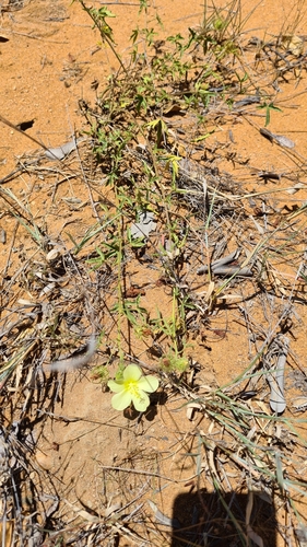 Image of Pavonia transvaalensis by (c) Petra Holland, some rights reserved (CC BY)