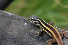 Liolaemus septentrionalis