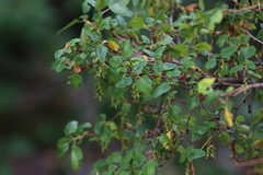 Ribes magellanicum