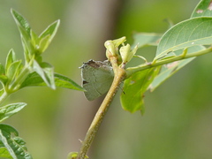 Symbiopsis lenitas