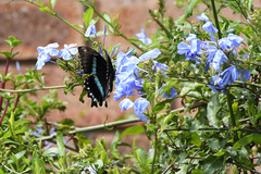 Papilio nireus lyaeus
