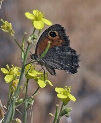 Haywardella edmondsii